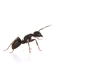 CANFORCE-caprenter-ant